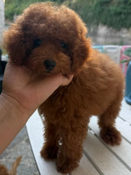 Barboncini toy e nani