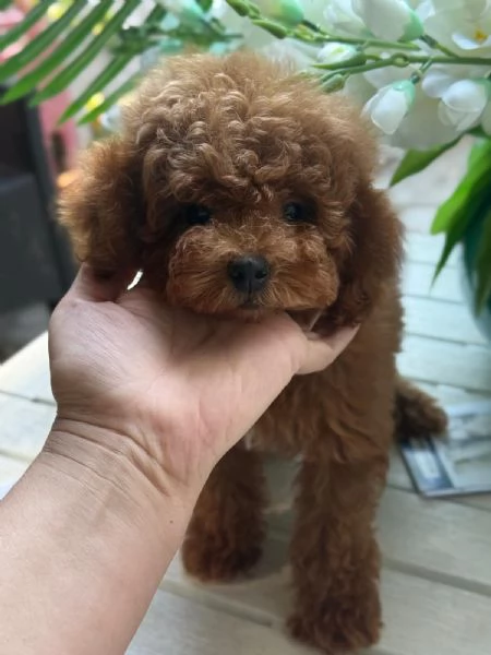 Barboncini toy e nani | Foto 2