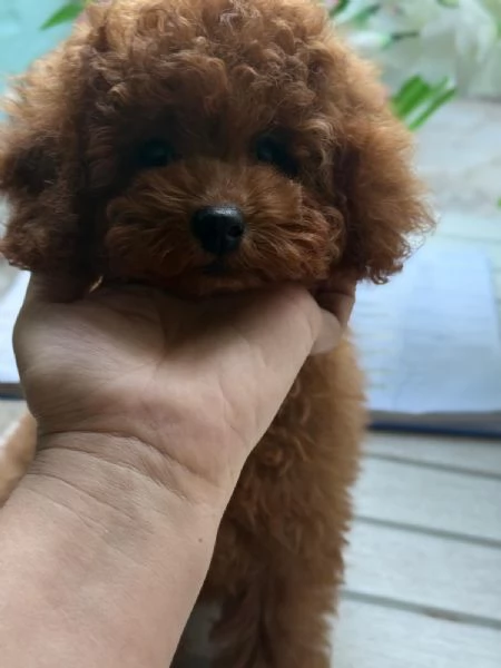 Barboncini toy e nani | Foto 1