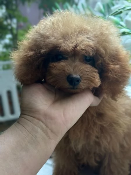 Barboncini toy e nani | Foto 0