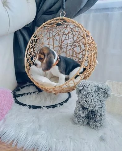 regala cuccioli di beagle maschi e femmine | Foto 2