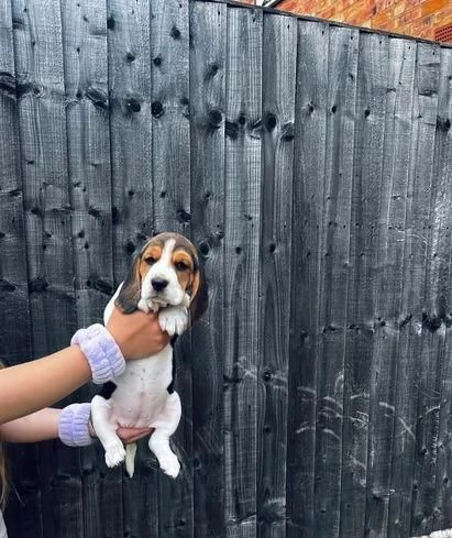 regala cuccioli di beagle maschi e femmine | Foto 1