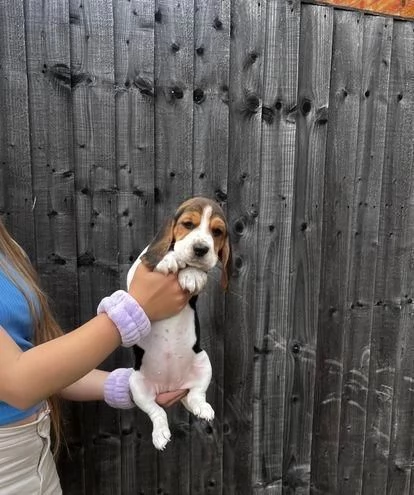 regala cuccioli di beagle maschi e femmine | Foto 0