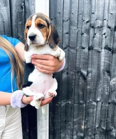 regala cuccioli di beagle maschi e femmine