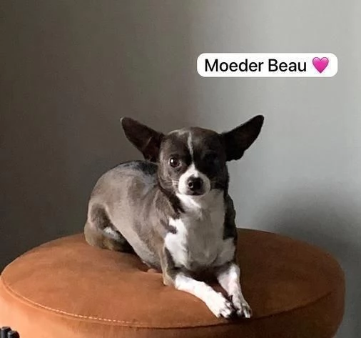 regala cuccioli di Chihuahua maschi e femmine | Foto 1