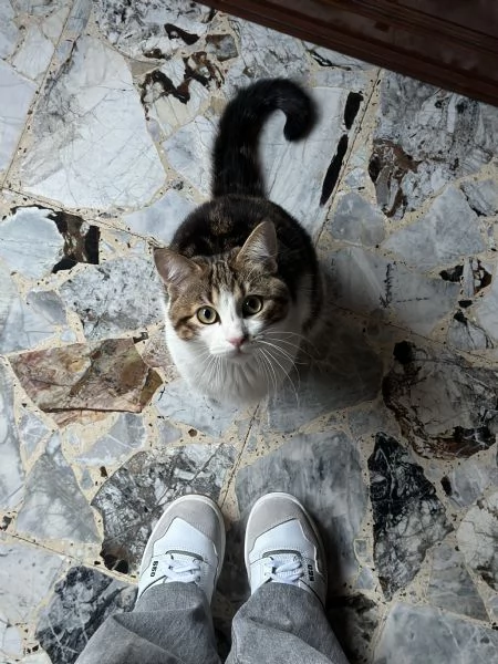 Regalo Gatto | Foto 6