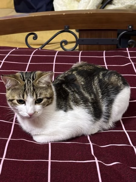 Regalo Gatto | Foto 5