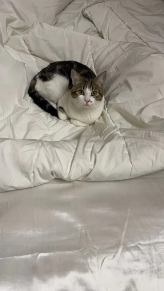 Regalo Gatto | Foto 4