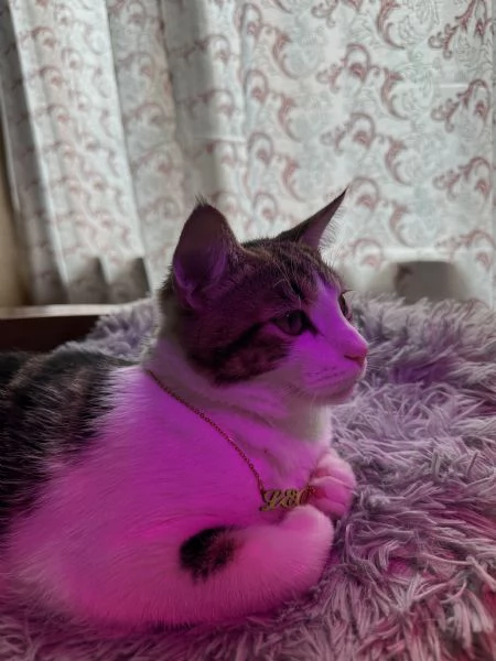 Regalo Gatto | Foto 3