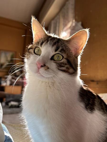 Regalo Gatto | Foto 2