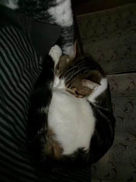 Regalo Gatto | Foto 1