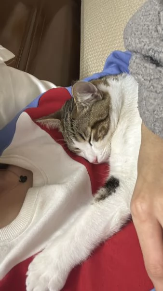 Regalo Gatto | Foto 0