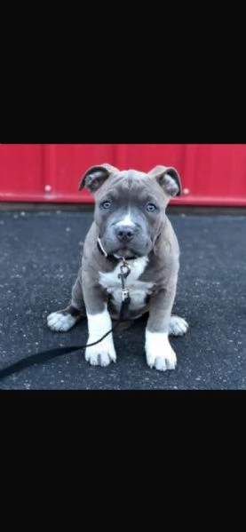 Cuccioli di pitbull  | Foto 1