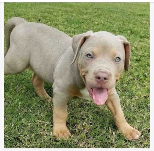 Cuccioli di pitbull  | Foto 0