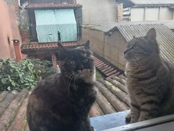 Cuccioli di gatto in regalo