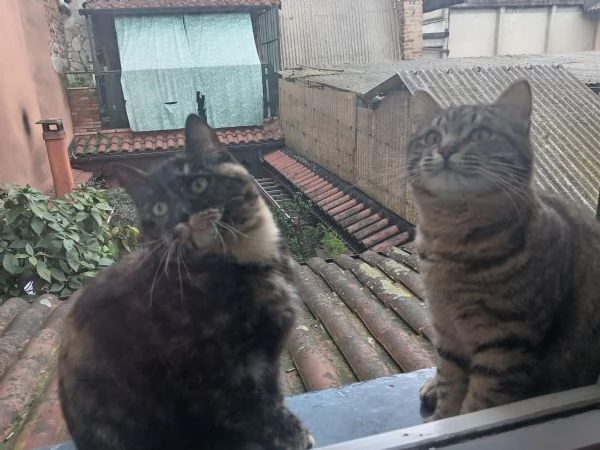 Cuccioli di gatto in regalo | Foto 7