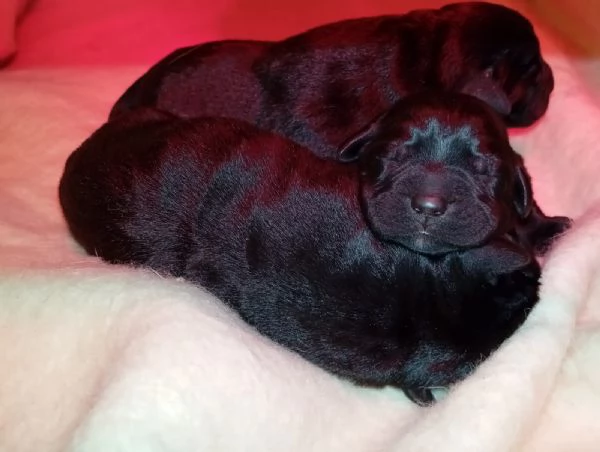 Cuccioli di labrador retriver