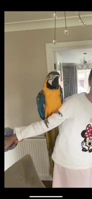 Ara maschio addomesticato e amichevole | Foto 2