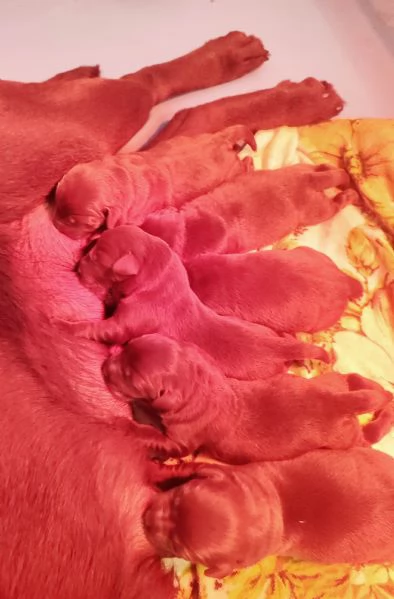 CUCCIOLI LABRADOR CHOCOLATE