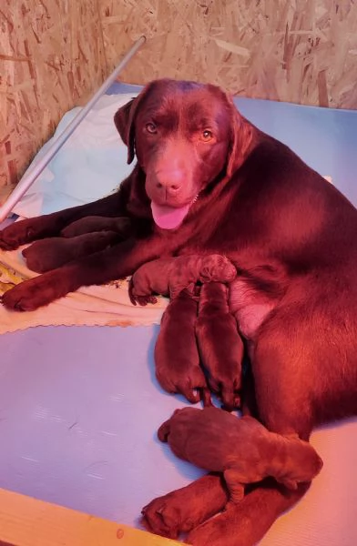 CUCCIOLI LABRADOR CHOCOLATE | Foto 1