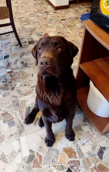 CUCCIOLI LABRADOR CHOCOLATE | Foto 0