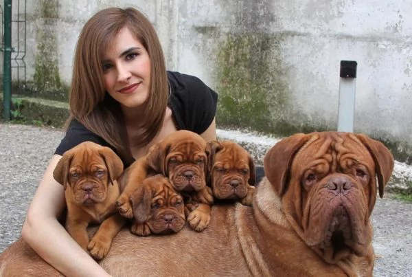 Cuccioli Dogue de Bordeaux