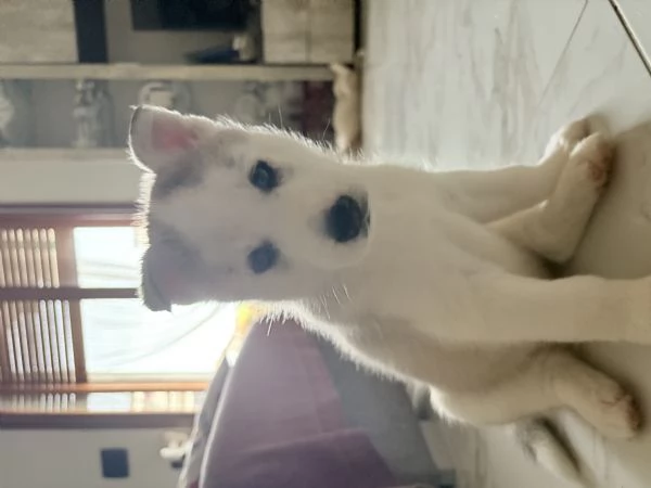 Husky (NO PEDIGREE) | Foto 5