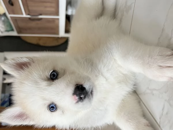 Husky (NO PEDIGREE) | Foto 4