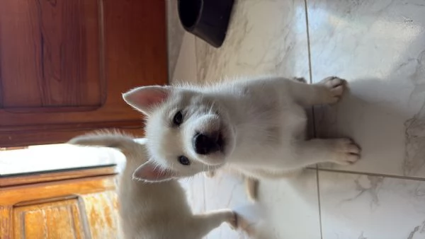 Husky (NO PEDIGREE) | Foto 3