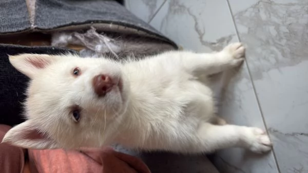 Husky (NO PEDIGREE) | Foto 2