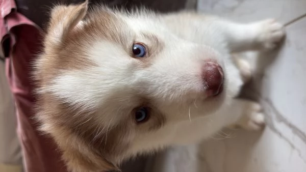 Husky (NO PEDIGREE) | Foto 1