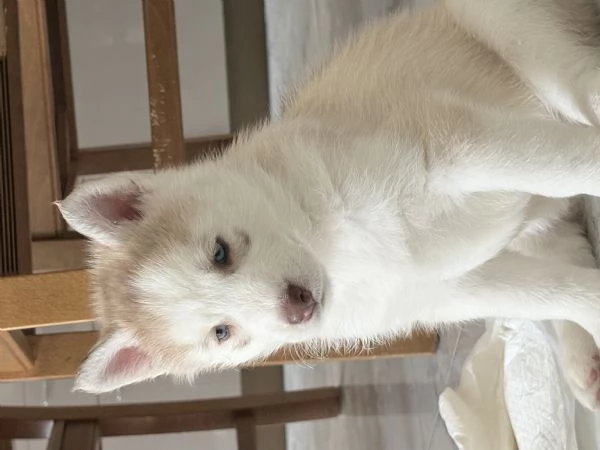Husky (NO PEDIGREE) | Foto 0