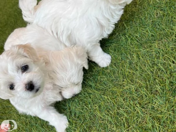 Maltese Molto Dolce | Foto 4