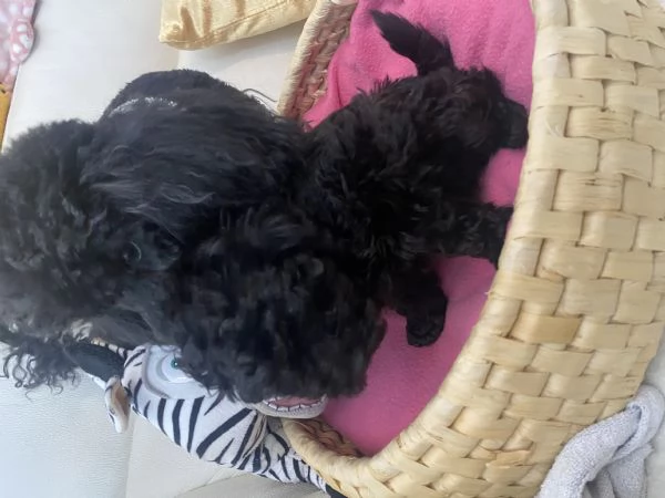 Barboncino Toy | Foto 1