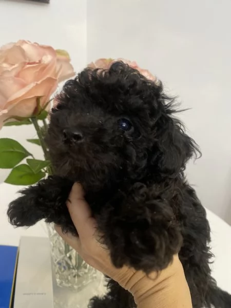 Barboncino Toy | Foto 0