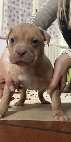 American bully  | Foto 4