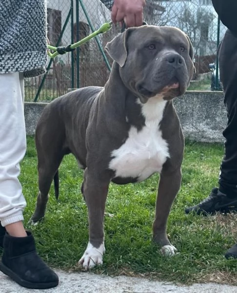 American bully  | Foto 3