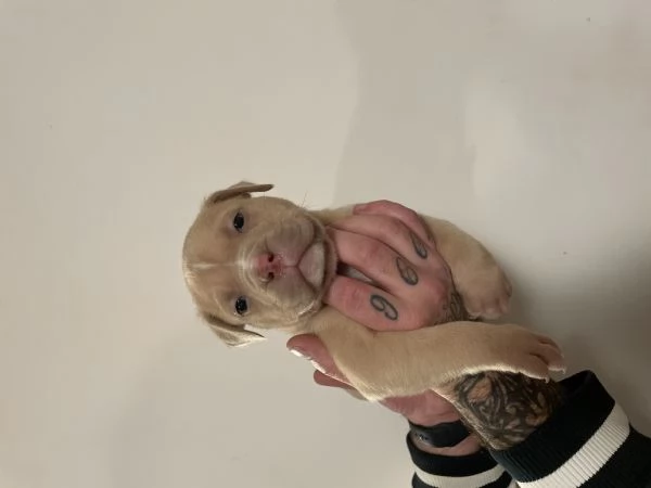 American bully  | Foto 2