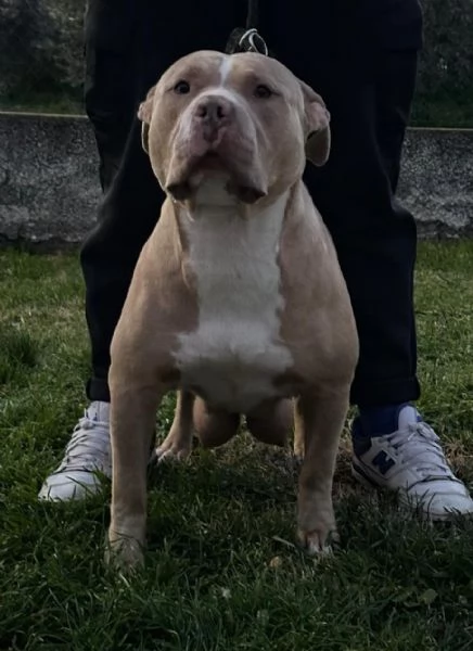 American bully  | Foto 1