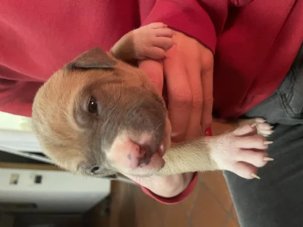 American bully  | Foto 0