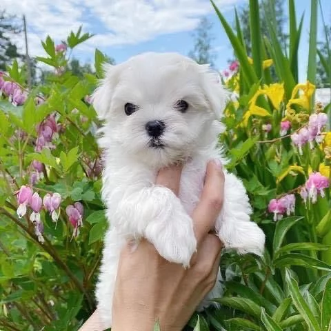 Maltese toy  | Foto 5