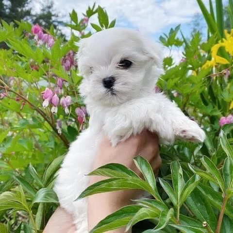 Maltese toy  | Foto 4