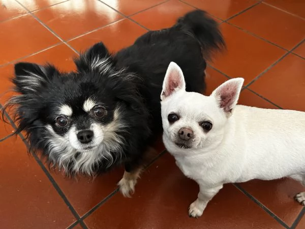 Regalo Chihuahua coppia maschio e femmina sterilizzati