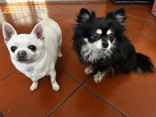 Regalo Chihuahua coppia maschio e femmina sterilizzati | Foto 0