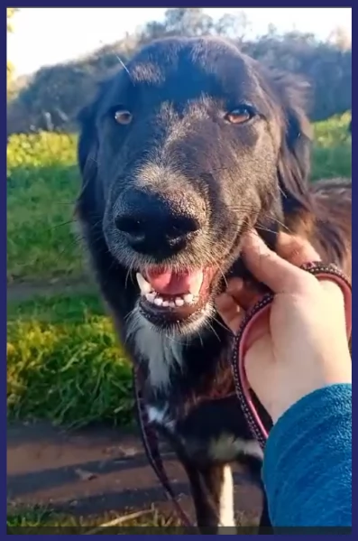 ADOZIONE URGENTE PER TALIA, BELLISSIMA CUCCIOLONA 8 MESI, DOLCE ED AFFETTUOSA | Foto 4