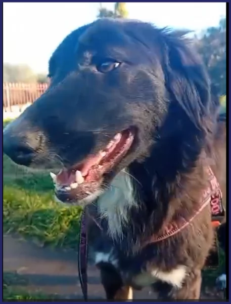 ADOZIONE URGENTE PER TALIA, BELLISSIMA CUCCIOLONA 8 MESI, DOLCE ED AFFETTUOSA | Foto 3