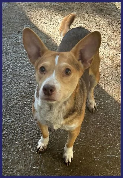 BALLERINA, SIMIL PODENCO-CORGIE 4 ANNI, 8 KG DI GIOIA DI VIVERE CHIUSA IN UN BOX, SOGNA UNA FAMIGLIA | Foto 5