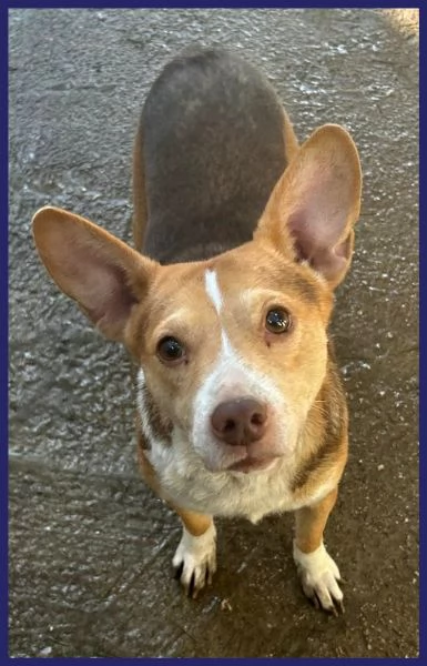 BALLERINA, SIMIL PODENCO-CORGIE 4 ANNI, 8 KG DI GIOIA DI VIVERE CHIUSA IN UN BOX, SOGNA UNA FAMIGLIA | Foto 4
