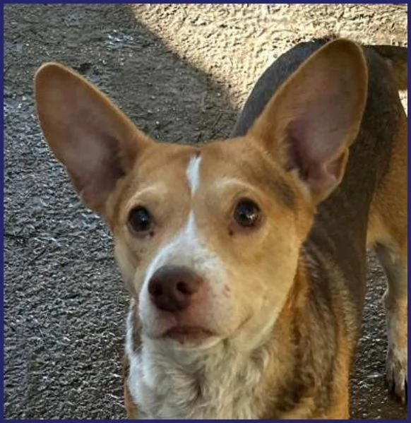 BALLERINA, SIMIL PODENCO-CORGIE 4 ANNI, 8 KG DI GIOIA DI VIVERE CHIUSA IN UN BOX, SOGNA UNA FAMIGLIA | Foto 3