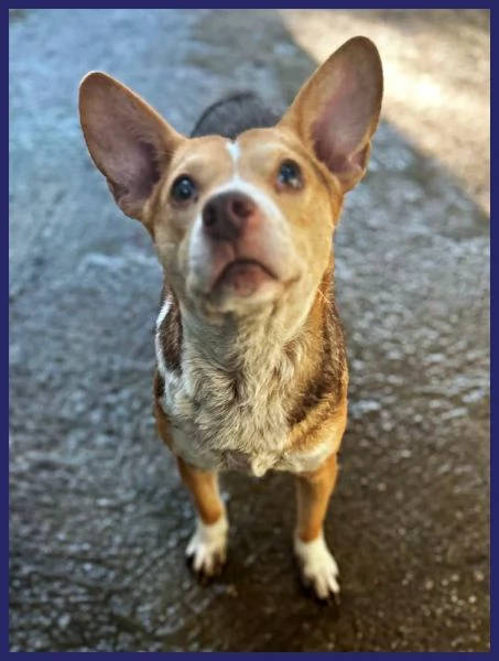 BALLERINA, SIMIL PODENCO-CORGIE 4 ANNI, 8 KG DI GIOIA DI VIVERE CHIUSA IN UN BOX, SOGNA UNA FAMIGLIA | Foto 2